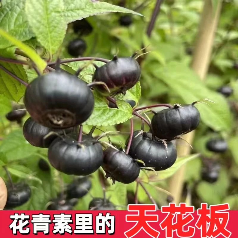 云南红果参算盘果磨盘果现摘现发蜘蛛果1-12盒非姑娘果灯笼果