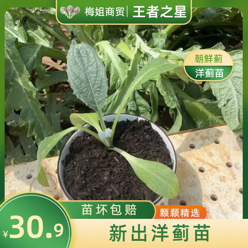 云南特产新鲜洋蓟自种自养朝鲜蓟食用营养蓟四季农家种植蔬菜观赏