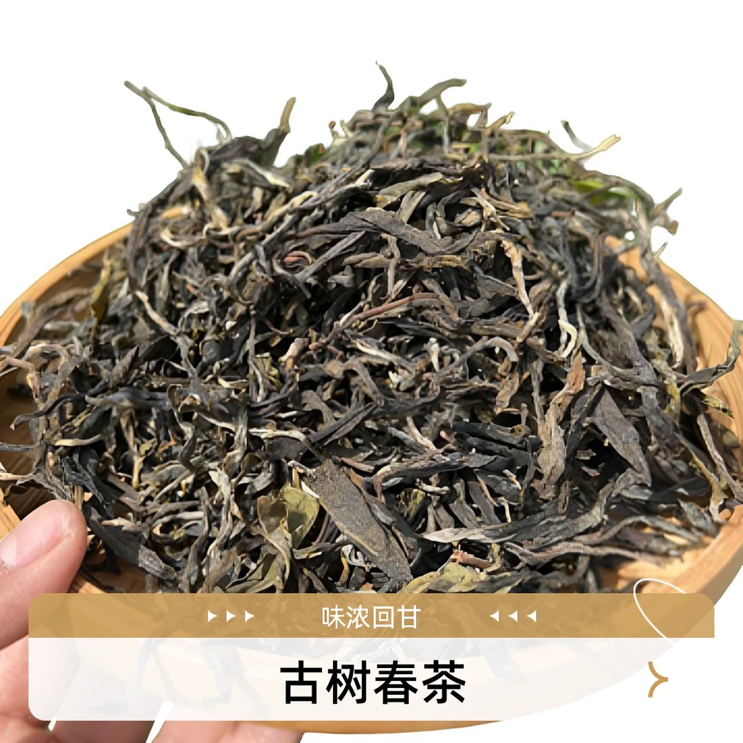 2024年小户赛古树春茶