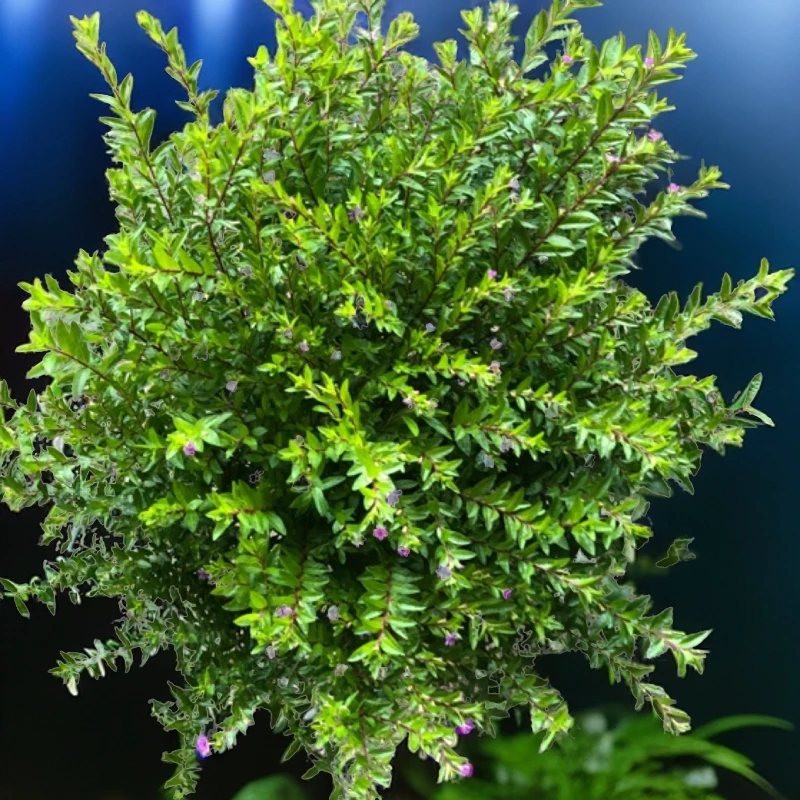 满天星盆栽冠30-40高40-50厘米