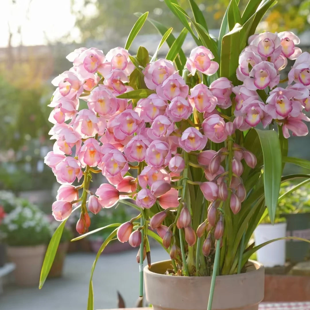 大花蕙兰（壹物壹拍）花期久好养活客厅室内阳台新手入门级