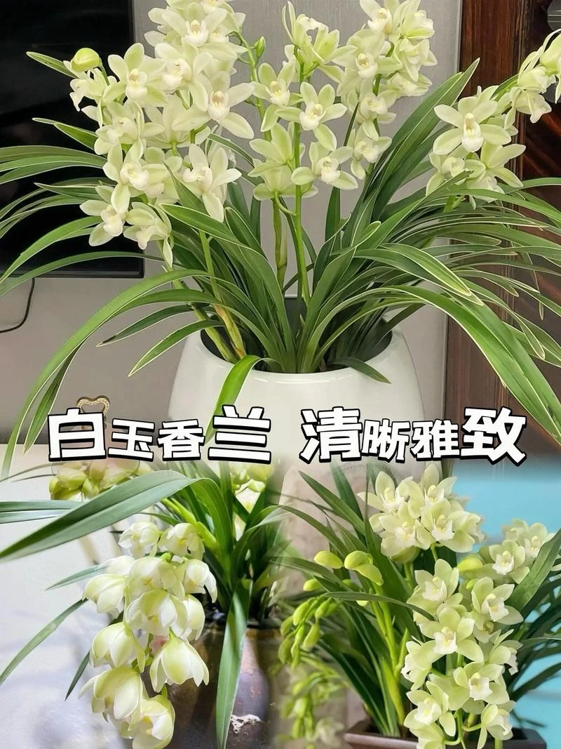 白玉香兰大花惠兰，年宵花新手必入款。