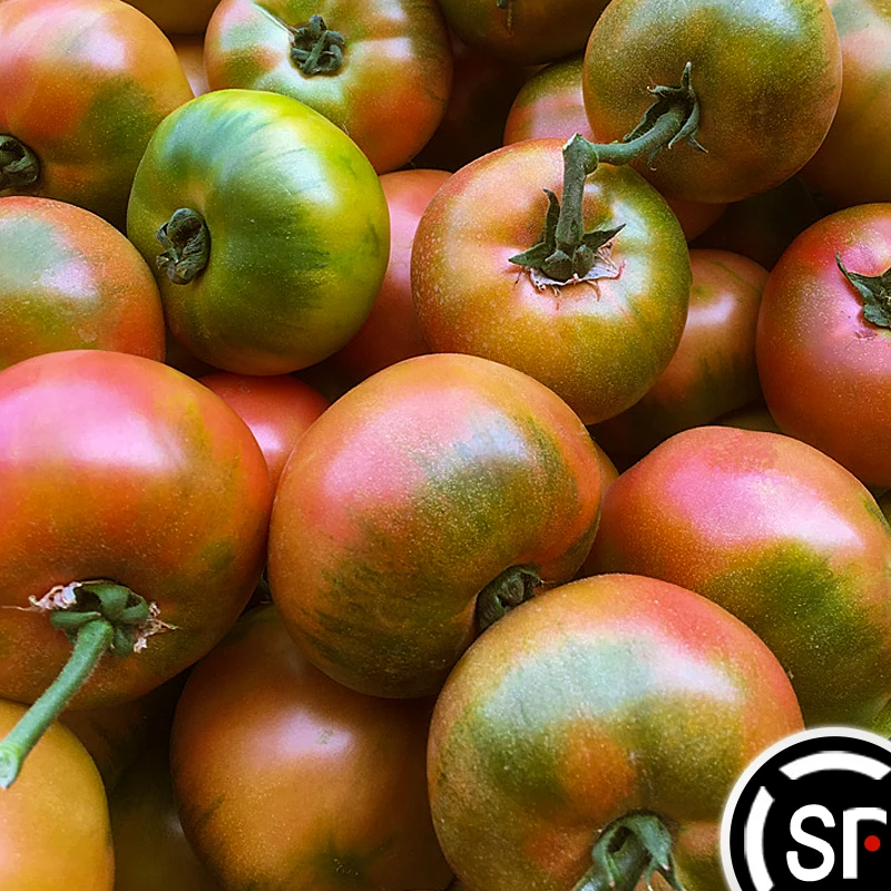 【顺丰包邮】盘锦碱地草莓柿子新鲜铁皮柿子现摘生吃绿腚草莓番茄