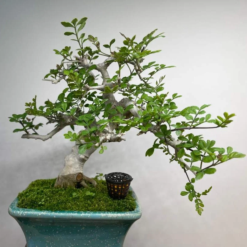 汇森盆景 雀梅、榆树、白蜡等盆景 直播一物一拍