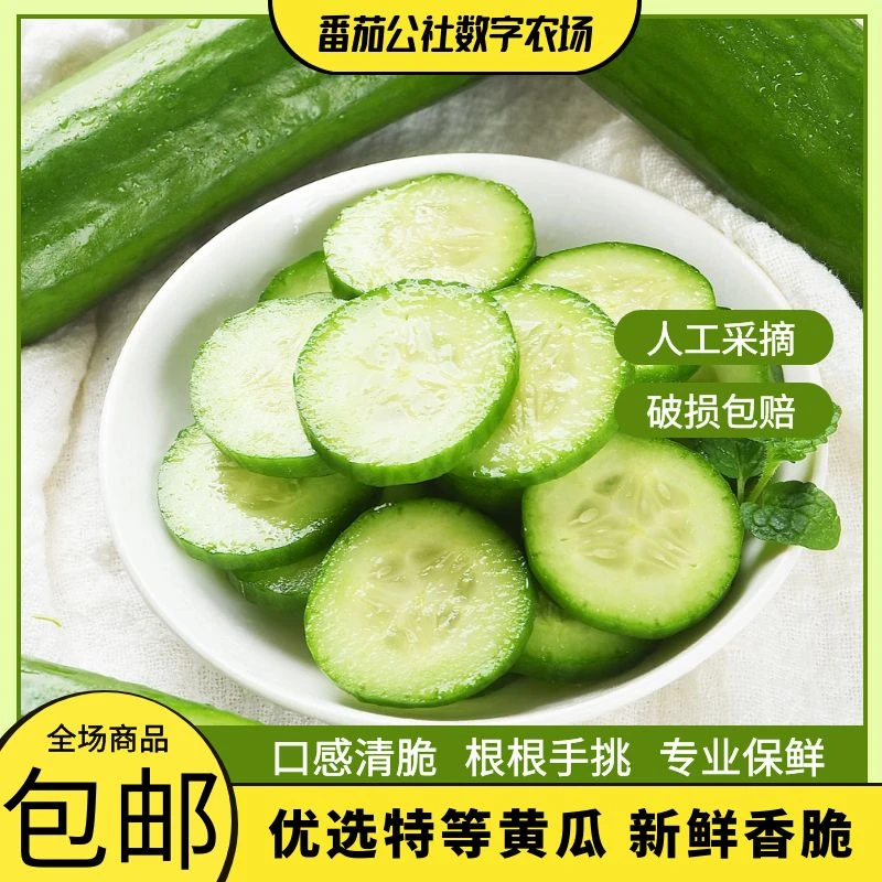水果黄瓜清脆爽口采摘3斤清脆4.5斤爽口多汁饱满清脆嫩成熟美味