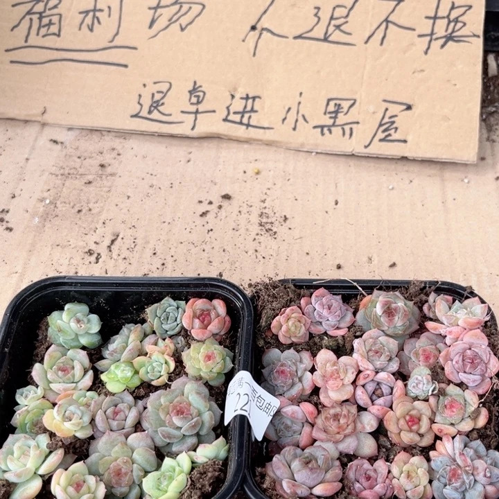 福利一物一拍221