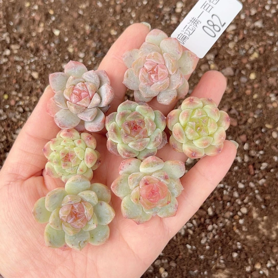 糖心福利一物一拍082