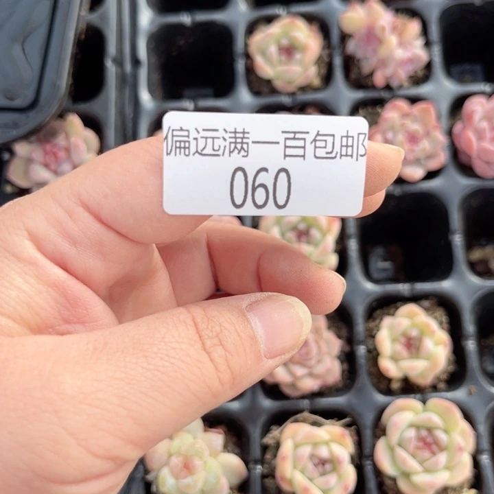 圆滚滚一物一拍060