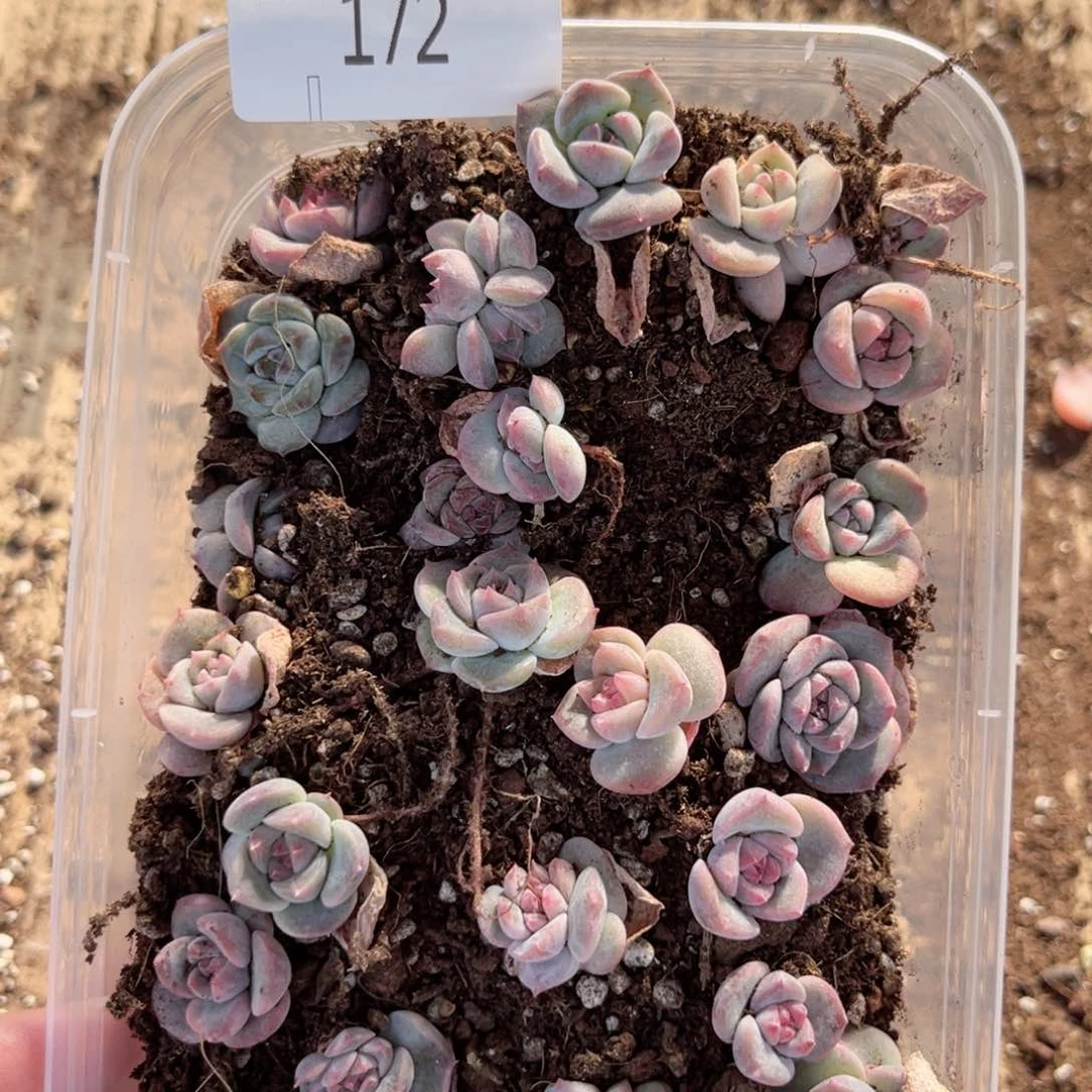 福利一物一拍172