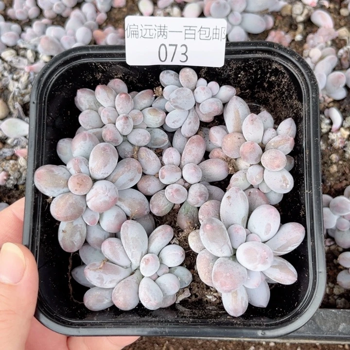 圆滚滚一物一拍073