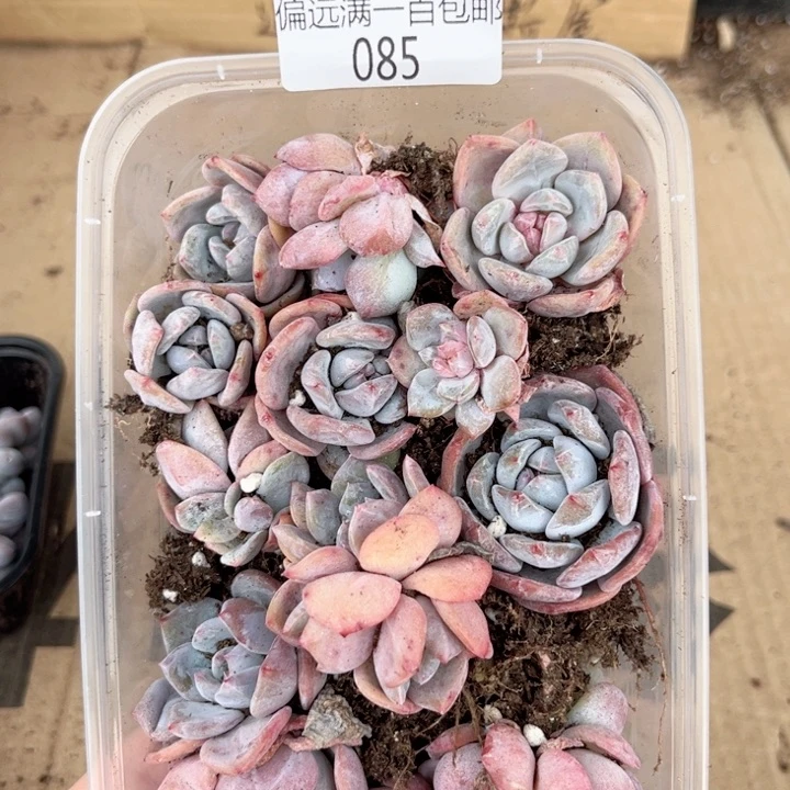 福利一物一拍085