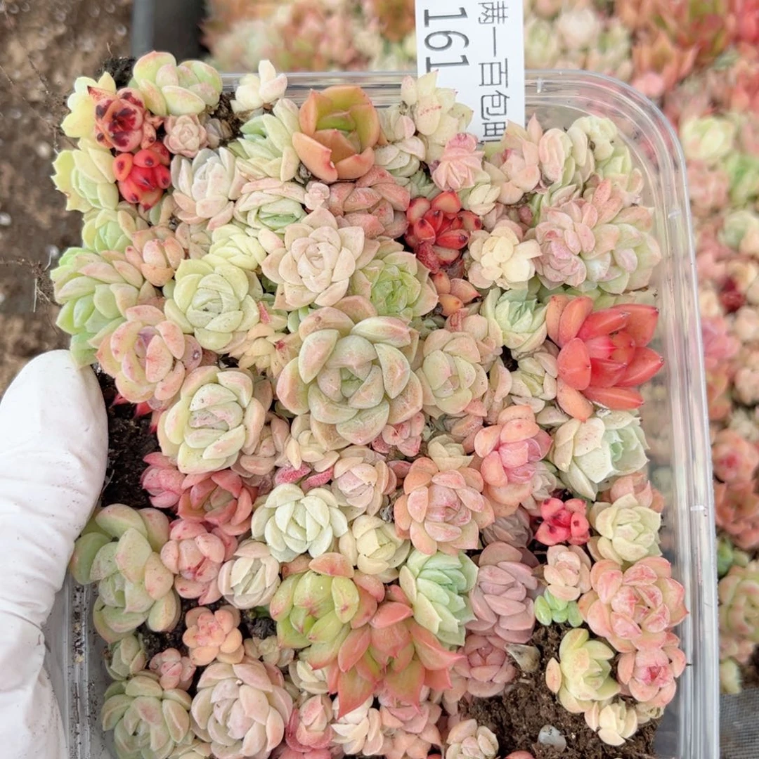 珍妮糖心一物一拍161