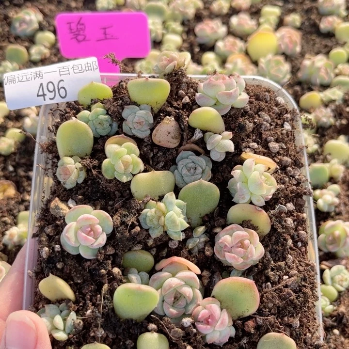 碧玉一物一拍496