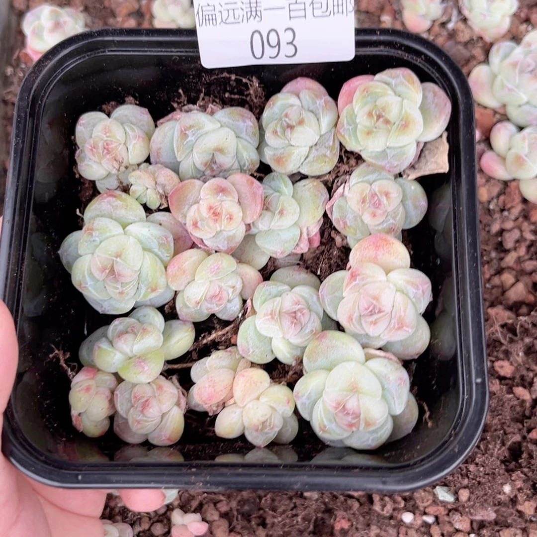 冰玉一物一拍093