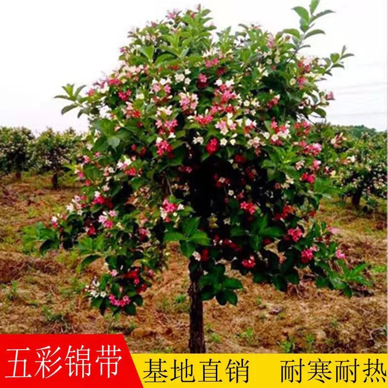 五彩锦带耐寒四季开花五色寓意前程似锦秋冬开花庭院种植