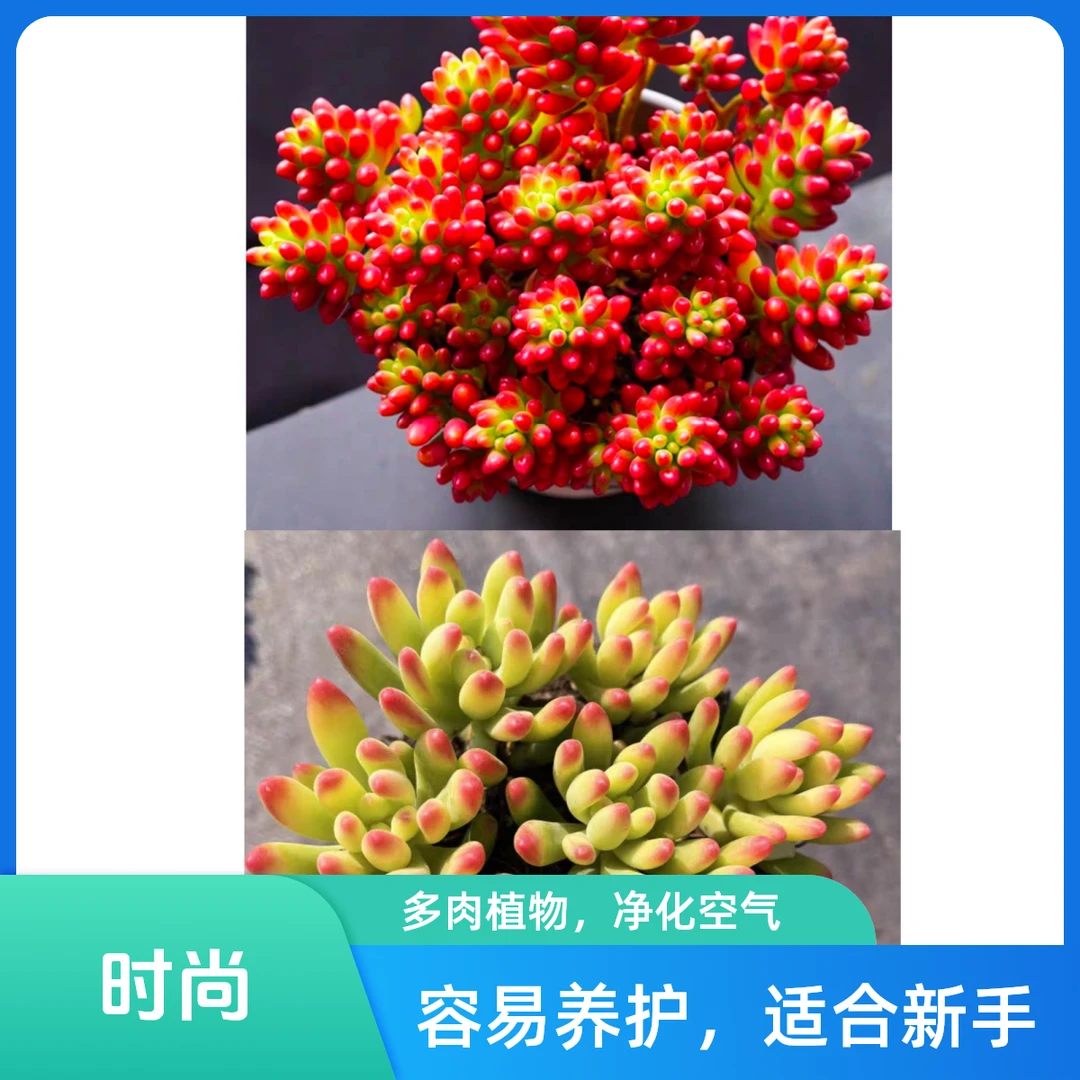 转运珠+春萌多肉植物阳台庭院办公盆栽耐寒耐旱 新手好养