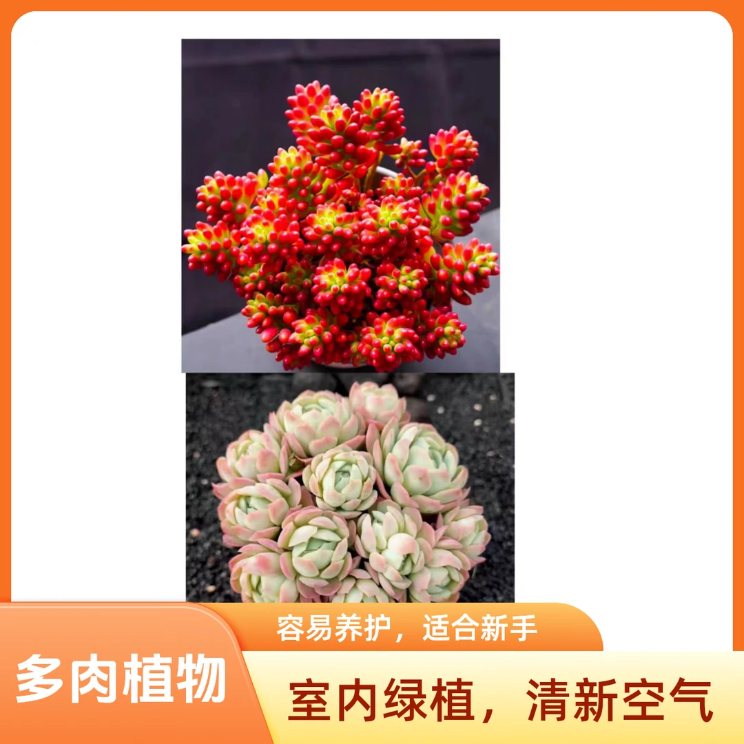 转运珠+香水贝瑞多肉植物阳台庭院办公盆栽耐寒耐旱 新手好养