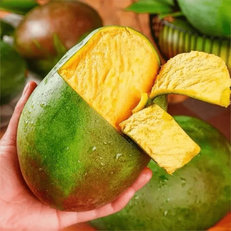 （放软吃）四川攀枝花凯特芒3斤包邮纯甜口感