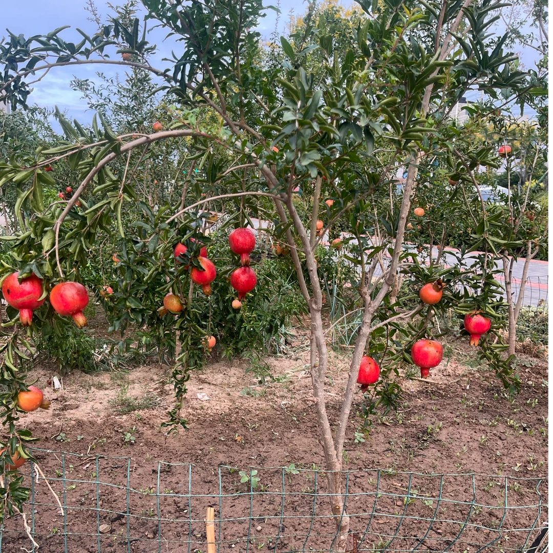 造型盆景（一物一拍）