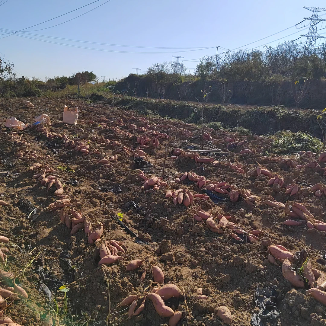 精品玛莎莉榴莲蜜薯香甜细糯组合五斤包邮一箱
