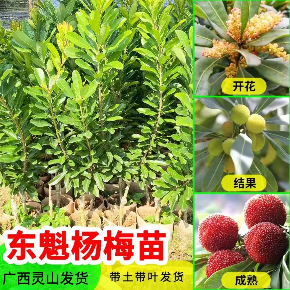 杨梅嫁接苗修剪种植优质黑色大果带土带叶发货根部发达成活率高