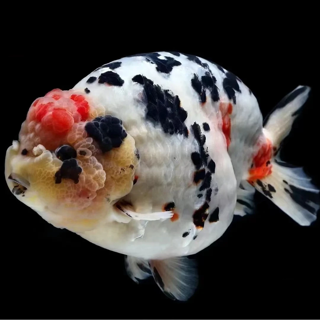 星星兰寿金鱼奶牛紫兽玉兔黑寿水墨观赏鱼品种超多活体好养活金鱼