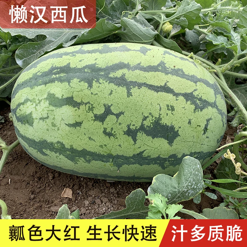 懒汉西瓜产地种子脆甜特大西瓜种籽南方春季秋季高产瓜种栽培成熟