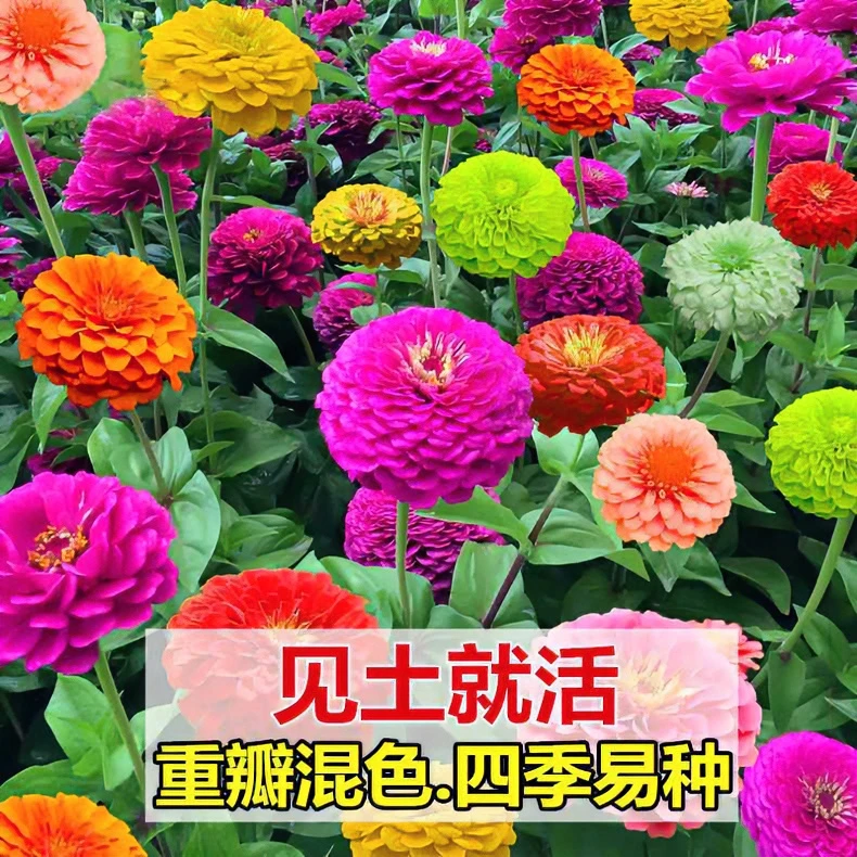 百日草花种子混色百日菊易活园林扦插景观播种绿化美观春夏秋展示