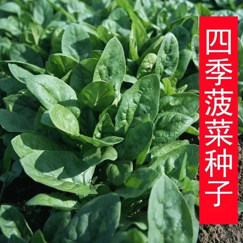 菠菜种子特色大叶菠菜种子 大圆四季阳台播种栽培品质 春夏秋产地