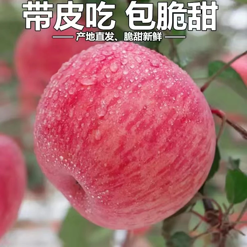 现摘现发】陕西高山红富士苹果新鲜水果当季脆甜整箱9.5-10斤包邮