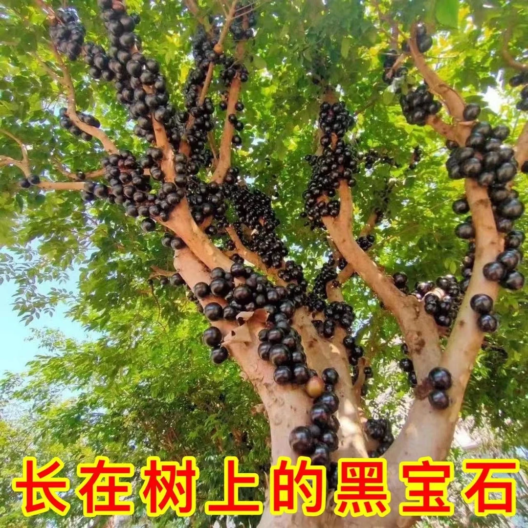 【直播间】嘉宝果树苗四季红妃艾斯卡树葡萄苗花盆庭院地栽盆栽种植