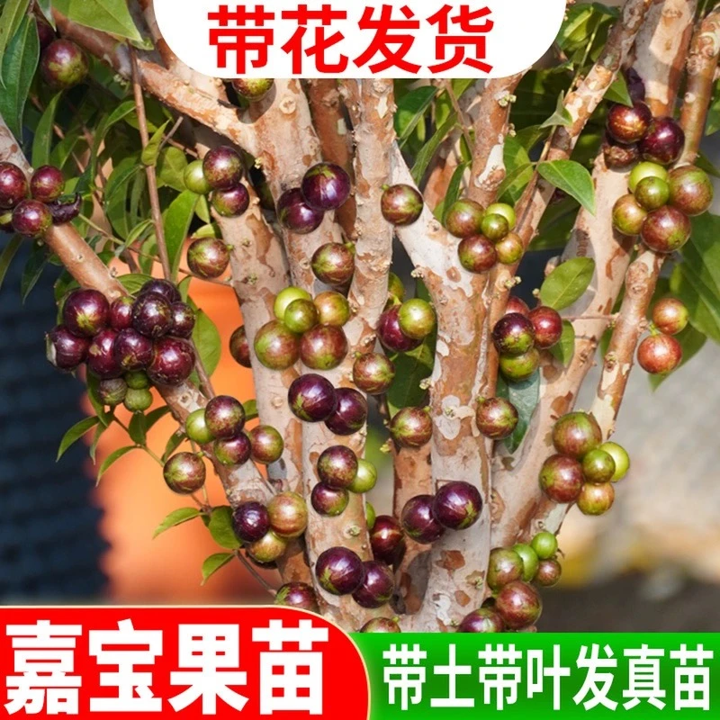 【直播间】艾斯卡嘉宝果树苗树葡萄苗四季结果开花常绿培育盆栽地栽