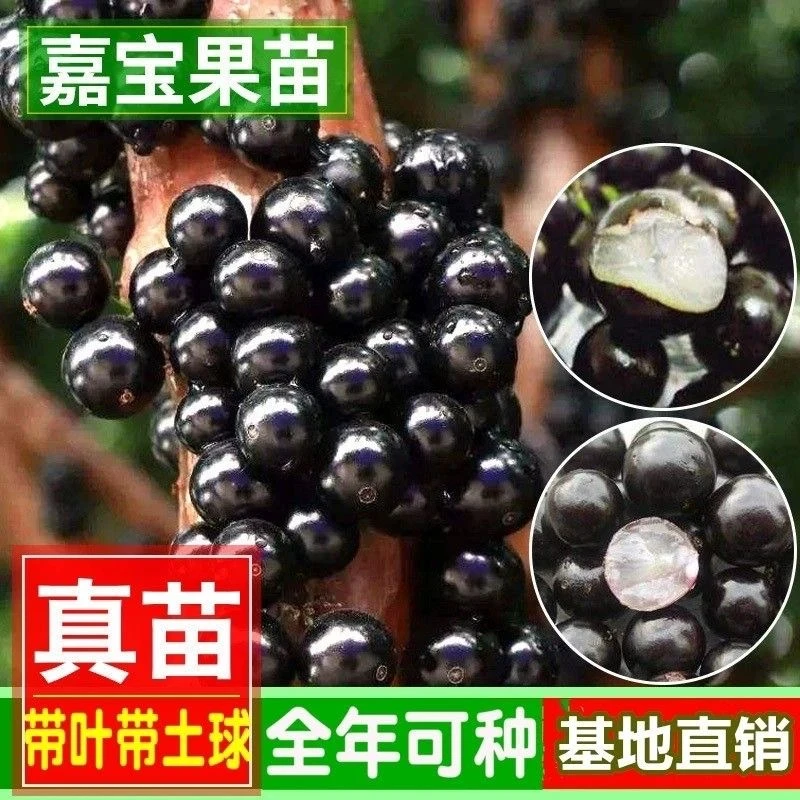 【直播间】沙巴嘉宝果树苗四季常绿带原杯苗发货可盆栽地栽庭院阳台
