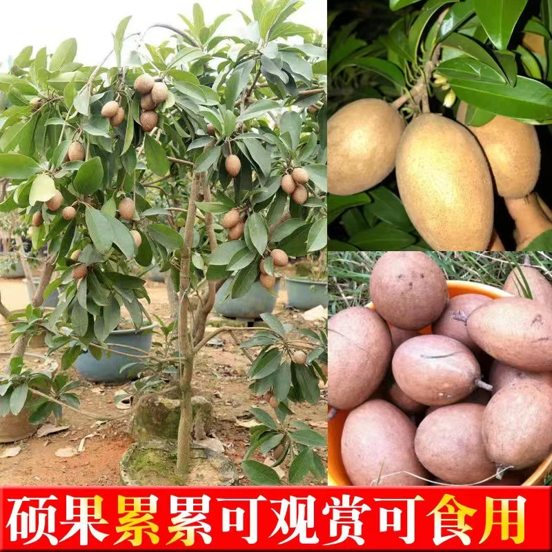 人心果树苗四季结果常年可种植盆栽地栽庭院阳台种植栽培带土带叶