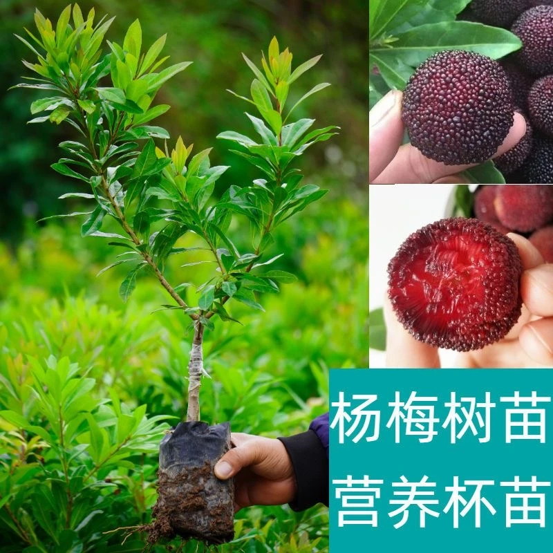 东魁杨梅苗黑炭杨梅苗红玫瑰水晶杨梅二月早熟杨梅阳台庭院花盆种