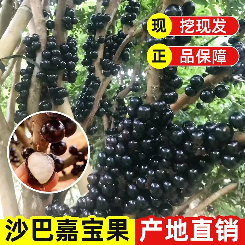 【直播间】艾斯卡嘉宝果树葡萄多季结果易种植盆栽地栽的带原杯发货