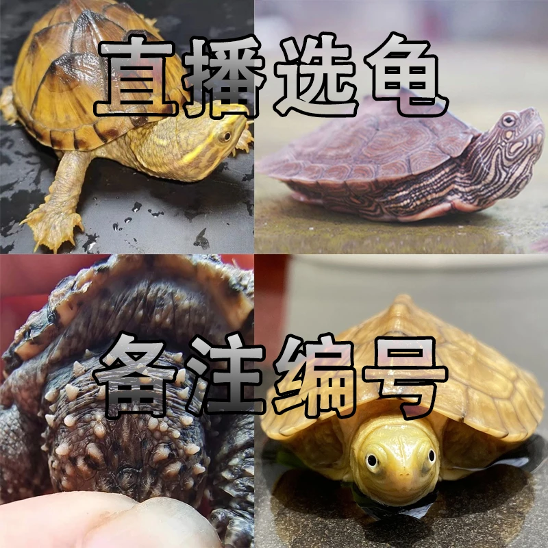 【乌龟直播链接】黄耳龟地图龟火焰龟龟麝香龟草龟花龟