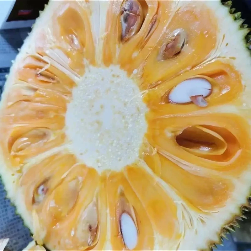 【哈拉秀严选】越南红肉菠萝蜜约6.5-15斤1粒装