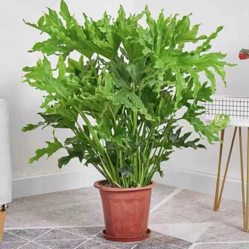 （一物一拍）春羽盆栽春雨植物观叶绿植