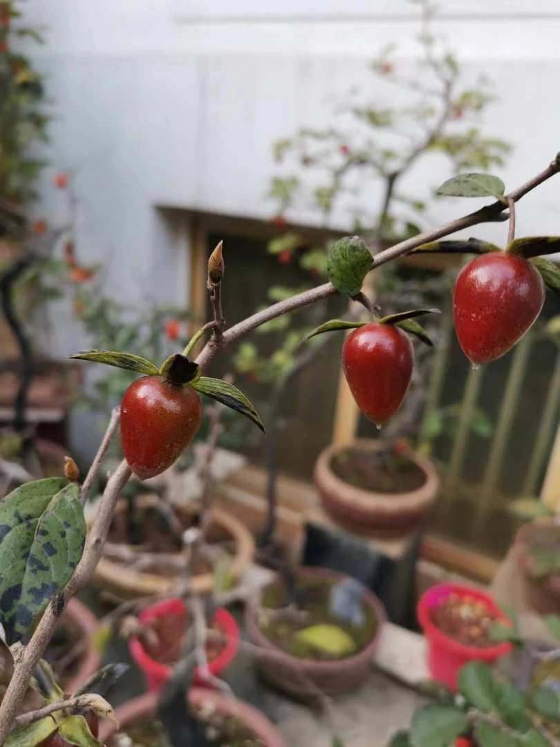 老鸦柿绿植盆栽苗