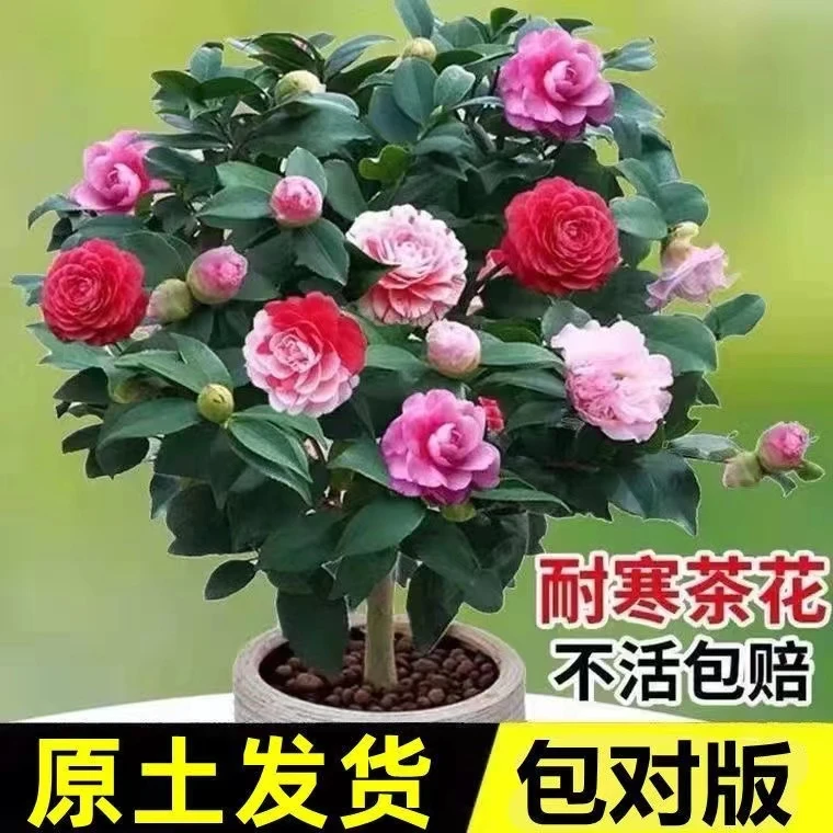 盆栽茶花盆栽带花苞五色赤丹花卉植物室内好养山茶花四季开花