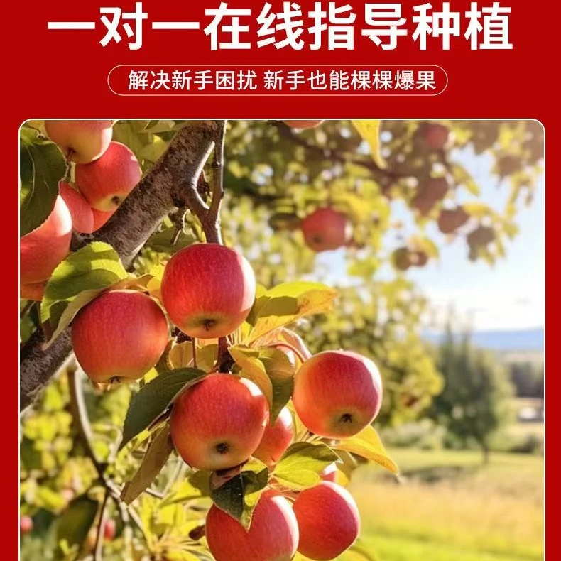 正宗嫁接优质苹果树苗现挖现发南方北方种植好成活当年结果