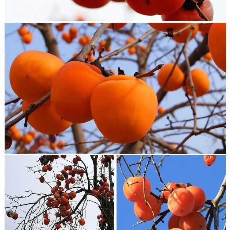 歌利果树苗专营店 一物一拍专用链接