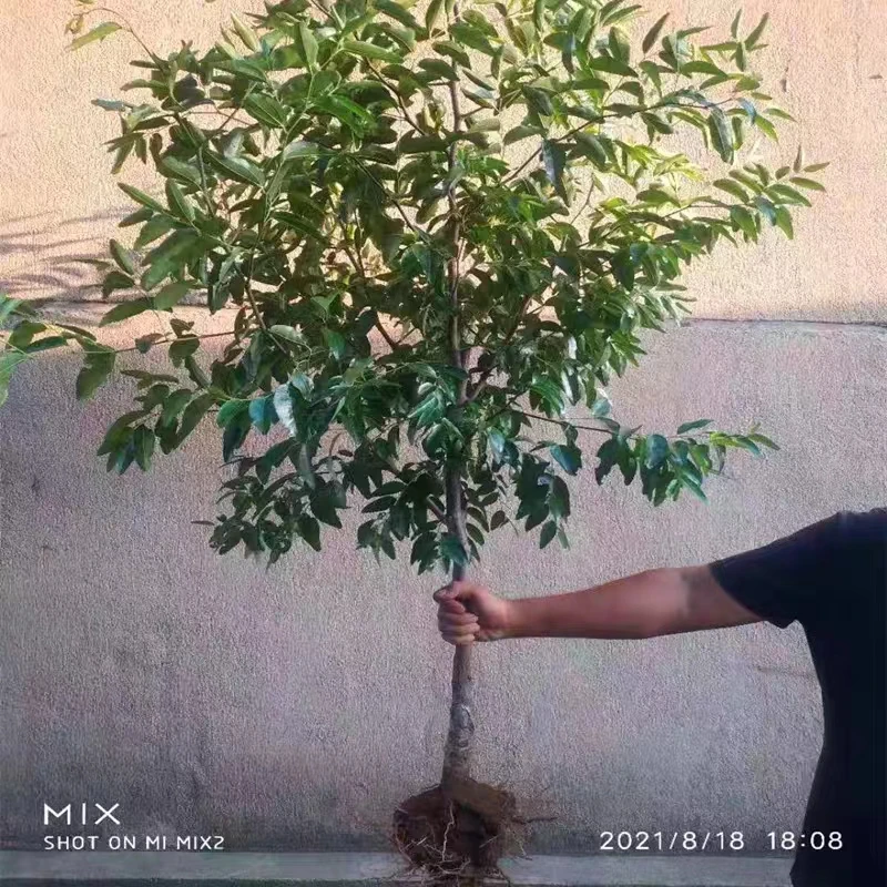 枣树活苗特大庭院种植枣树大树南方北方盆栽地栽当年结果果树果苗