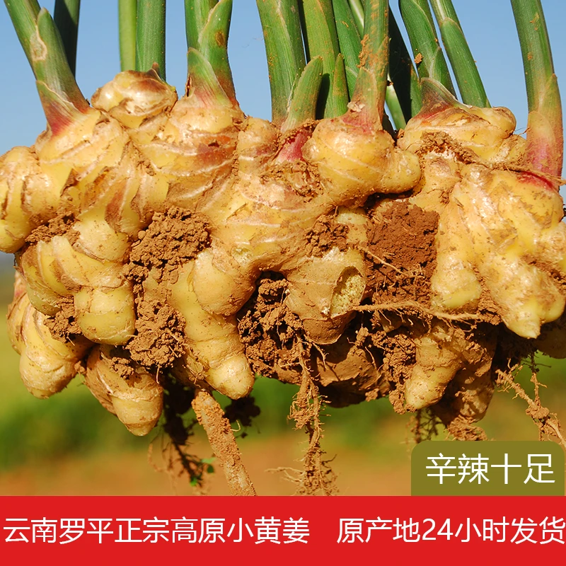 罗姜缘云南罗平小黄姜仔姜生姜辛辣鲜香1斤/9斤高山种植