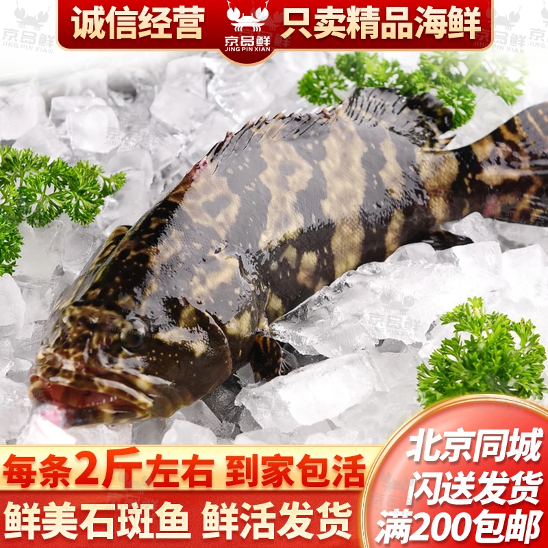 一条1.8-2斤左右石斑鱼 每条2斤左右 北京闪送当日达 默认杀好