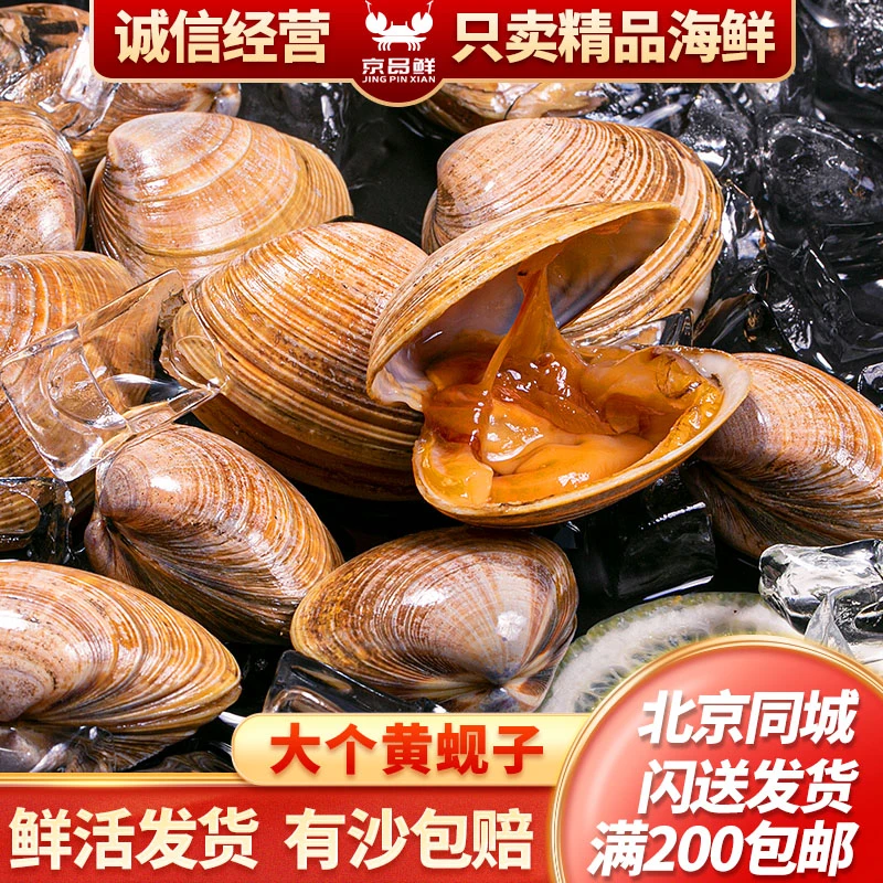 北京 丹东黄蚬子 500g无沙黄蚬子个头大选用正品北京2小时到家