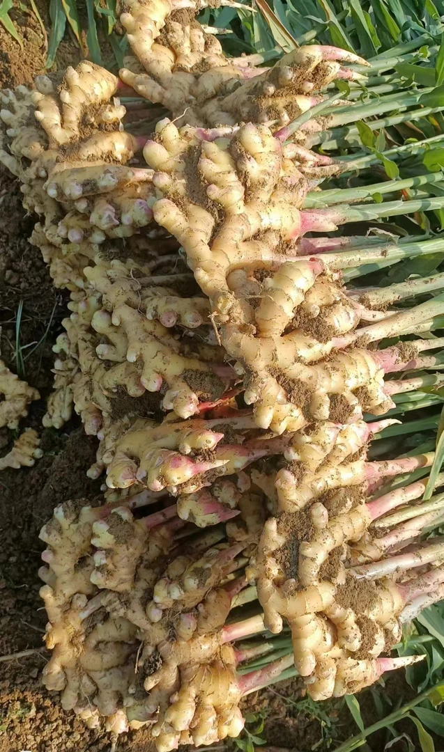 湘西农家露天种植应季小黄姜