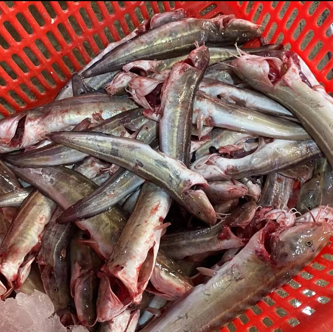 广东惠来神泉港浅海沙毛鱼，煲咸菜非常好吃。5斤顺丰冷链广东包邮