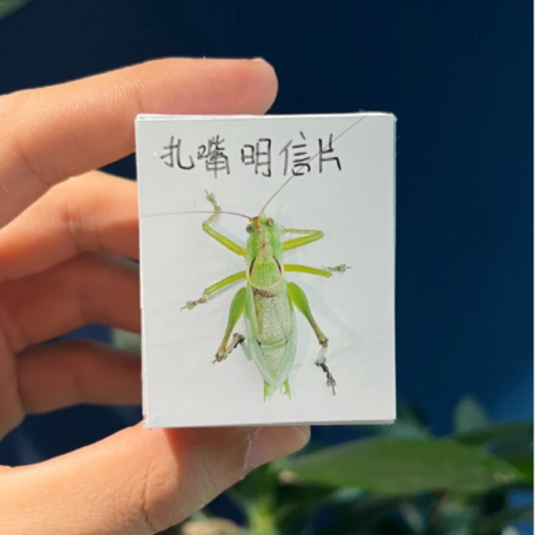 小伟科普好物·小扎嘴·鼓翅鸣螽明信片包装盒一个